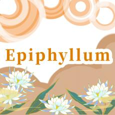 Epiphyllum page